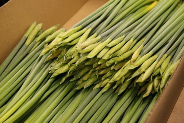 Daffodil Event Box - 350 Stems