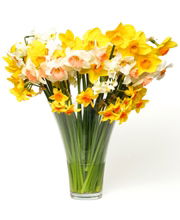 Daffodil Volume Box - 1000 Stems