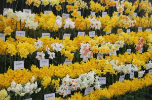 Mixed Daffodils