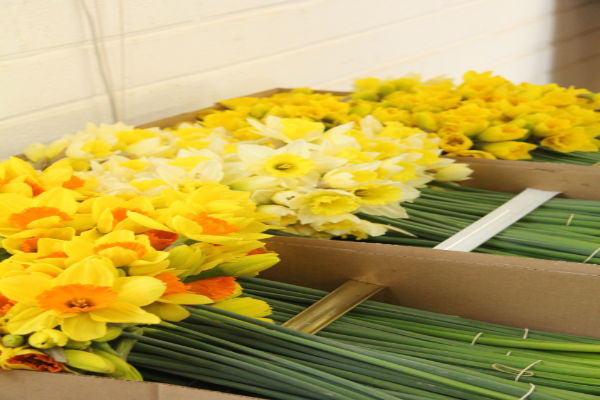 Daffodil Volume Box - 1000 Stems