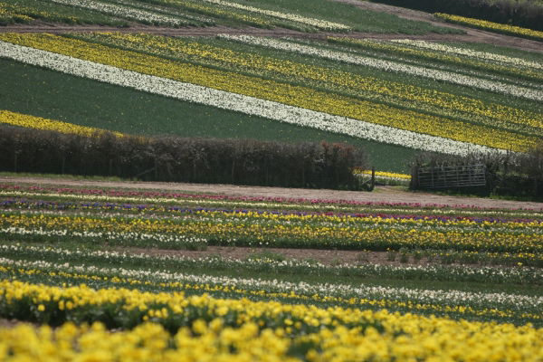 Daffodil Event Box - 350 Stems