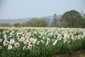 The Farm 