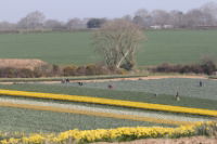 Daffodil Volume Box - 1000 Stems