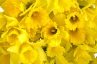 Daffodil Event Box - 350 Stems