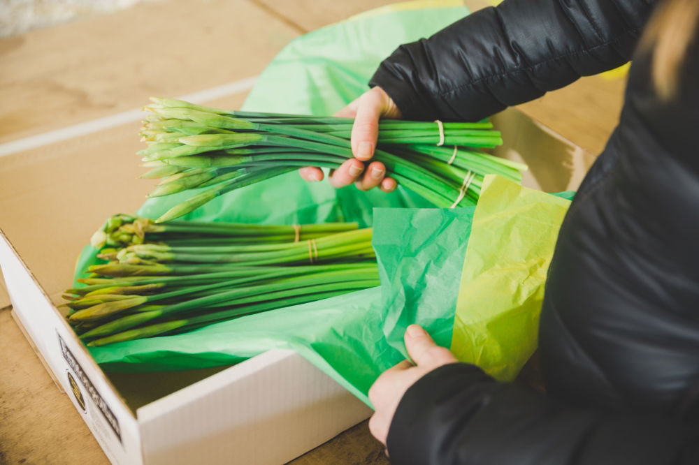 Freshly Picked