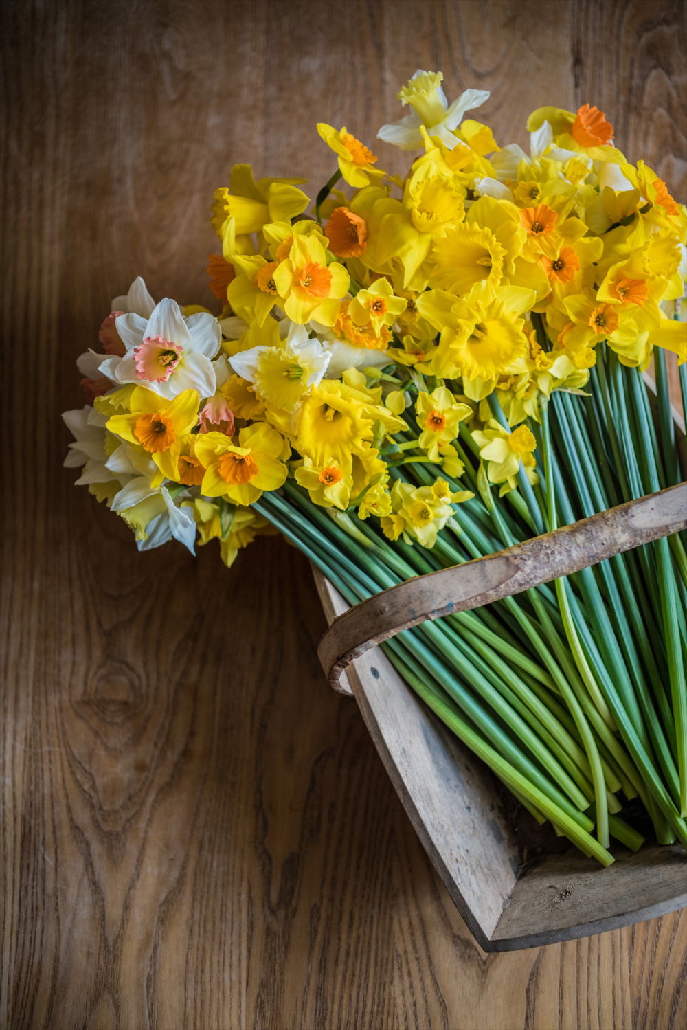 Mixed Flowers