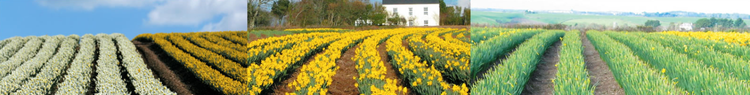 Flowers and bulbs