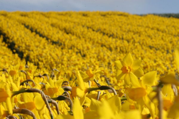 Yellow Daffodils