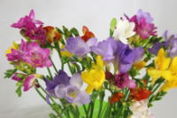 Freesias lighter