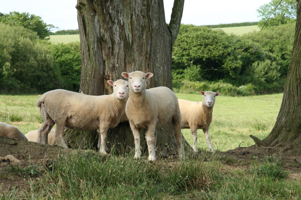 Fentongollan Ewes