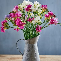 Freesia 400x2