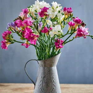 Freesia 400x2