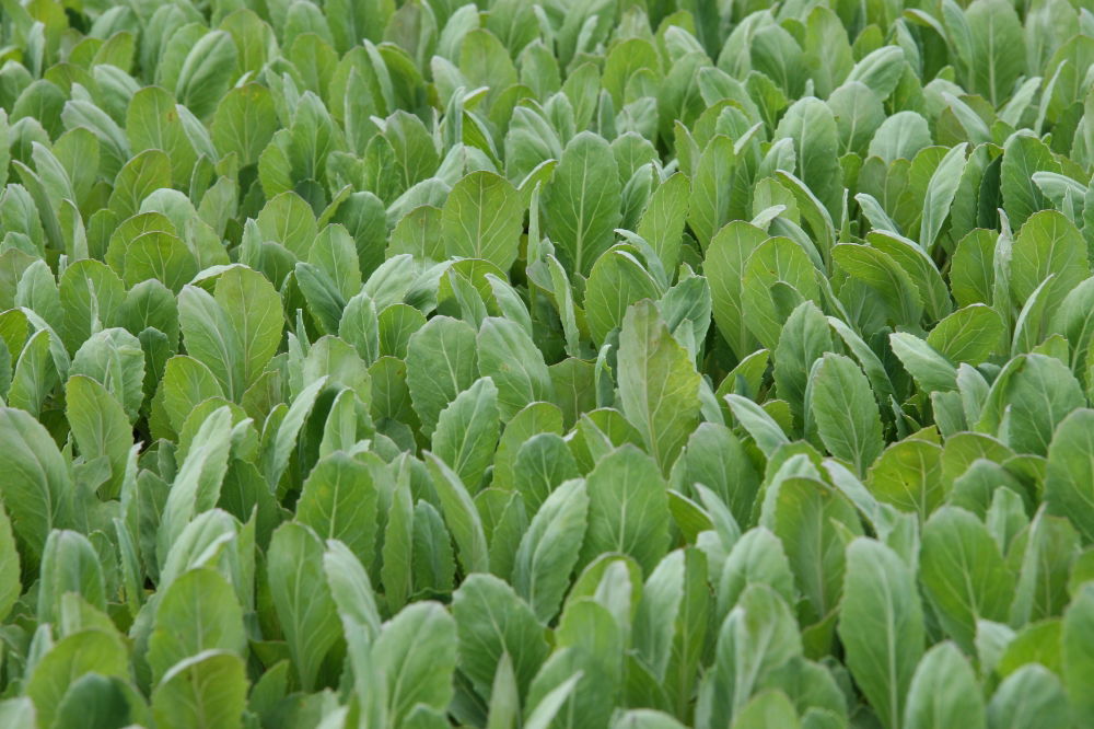 Vegetable Plugs