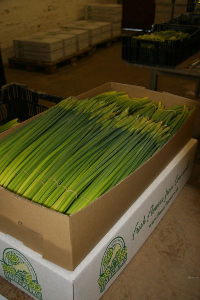 Daffodil Volume Box - 1000 Stems